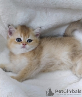 Photo №2 to announcement № 46624 for the sale of scottish fold - buy in Moldova from nursery, breeder