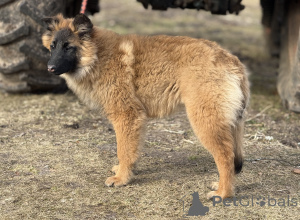 Photo №2 to announcement № 135520 for the sale of belgian shepherd - buy in Latvia private announcement, breeder