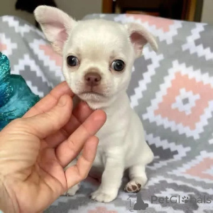 Photo №2 to announcement № 164722 for the sale of chihuahua - buy in Russian Federation 