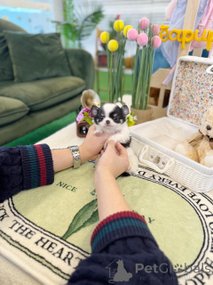 Photo №1. chihuahua - for sale in the city of Munich | negotiated | Announcement № 163600