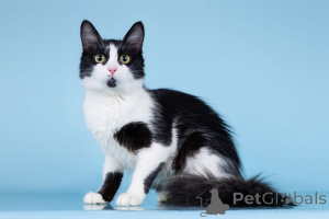 Photo №4. I will sell  in the city of Moscow river. private announcement - price - Is free