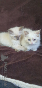 Photo №3. Ragdoll kittens. Belarus