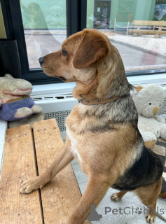 Photo №3. The charming mini-intelligent Lola is looking for a house.. Russian Federation