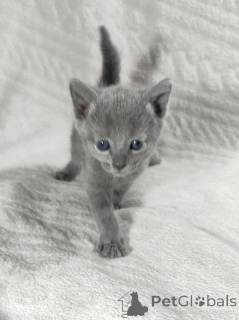 Photo №1. russian blue - for sale in the city of Gruyères | 329$ | Announcement № 151640