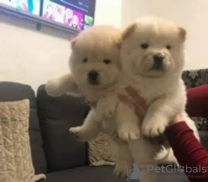 Photo №3. Beautiful cream chow chows puppies. Ukraine