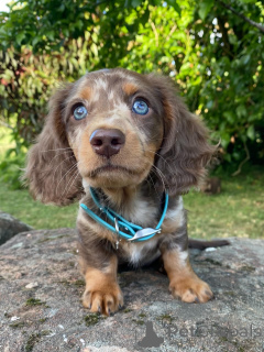 Photo №3. Small in size, big in heart meet Milo, the fearless little explorer with a love. Germany