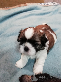 Additional photos: Purebred Shih Tzu puppies.