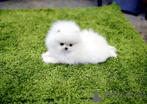 Photo №1.  - for sale in the city of Leeds | Is free | Announcement № 163245