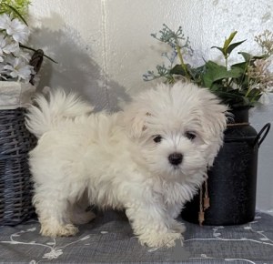 Photo №2 to announcement № 107577 for the sale of maltese dog - buy in Italy private announcement