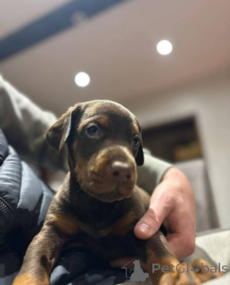 Photo №4. I will sell non-pedigree dogs in the city of Glasgow. breeder - price - 800$