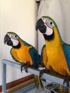 Photo №3. fully tame blue and gold macaw for sale. Saudi Arabia