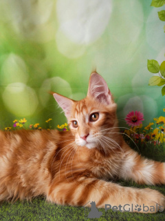 Additional photos: Red Maine Coon girl