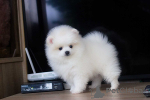 Photo №4. I will sell pomeranian in the city of Berlin. private announcement - price - 280$