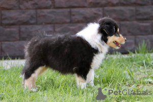 Additional photos: Collie puppies
