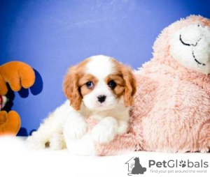 Photo №1. cavalier king charles spaniel - for sale in the city of Fribourg | 332$ | Announcement № 18767