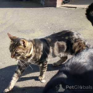 Photo №2 to announcement № 155916 for the sale of domestic cat - buy in Germany breeder