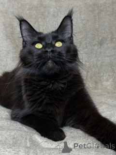 Photo №2 to announcement № 160069 for the sale of maine coon - buy in Netherlands private announcement