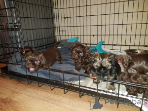 Photo №4. I will sell shih tzu in the city of Øster jolelby. private announcement, breeder - price - 671$