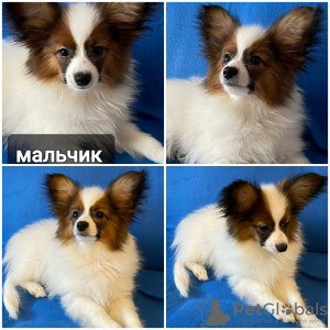 Photo №2 to announcement № 40301 for the sale of papillon dog - buy in Belarus private announcement