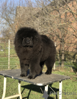 Photo №1. chow chow - for sale in the city of Šid | negotiated | Announcement № 161644