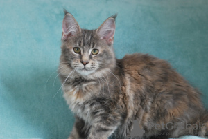 Photo №2 to announcement № 9952 for the sale of maine coon - buy in Russian Federation from nursery