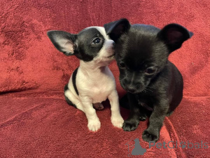 Photo №1. chihuahua - for sale in the city of Fruashapel | negotiated | Announcement № 170462