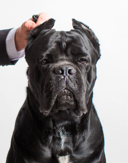 Additional photos: Very Breed Cane Corso