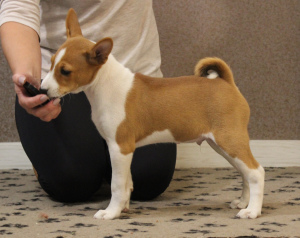 Photo №1. basenji - for sale in the city of Москва | 700$ | Announcement № 3575