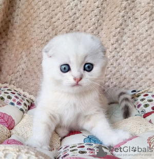 Photo №1. scottish fold - for sale in the city of Fort Myers | 350$ | Announcement № 100124