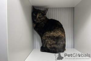 Additional photos: Wonderful young cat Cinnamon is looking for a home and a loving family!