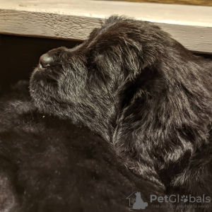 Photo №4. I will sell newfoundland dog in the city of Kharkov. private announcement - price - 355$