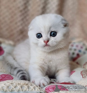 Photo №3. 3 month old white baby ragdoll at excellent sale price. United States