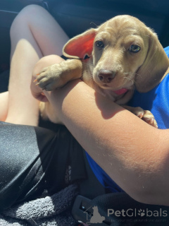 Photo №3. Champion Bloodline Dachshund Puppies for Sale. Germany