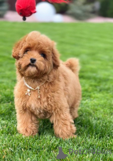 Photo №2 to announcement № 155038 for the sale of poodle (toy) - buy in United Kingdom private announcement