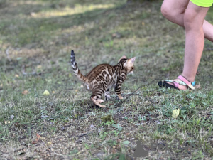 Photo №3. Boy Savannah F2. United States