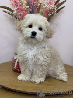 Photo №2 to announcement № 158006 for the sale of maltipu - buy in Germany private announcement