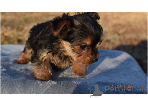 Photo №3. Doll Face Teddy Bear Teacup Yorkie Puppies... United States