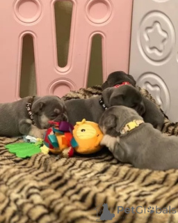 Photo №4. I will sell french bulldog in the city of Höxter. private announcement - price - 599$