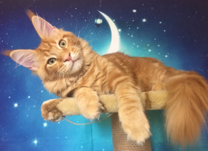 Photo №1. maine coon - for sale in the city of St. Petersburg | negotiated | Announcement № 3117