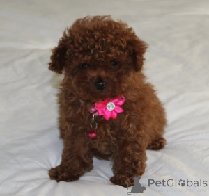 Photo №2 to announcement № 158212 for the sale of poodle (toy) - buy in Ireland 