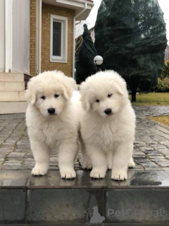 Photo №2 to announcement № 146698 for the sale of  - buy in Ukraine private announcement