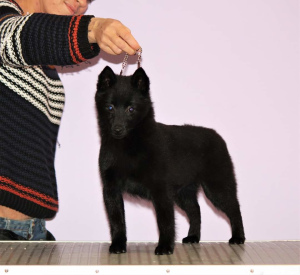 Photo №4. I will sell schipperke in the city of Tomsk. from nursery - price - 1$