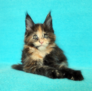 Photo №1. maine coon - for sale in the city of Vladimir | 469$ | Announcement № 6264