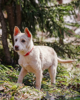 Photo №2 to announcement № 167143 for the sale of non-pedigree dogs - buy in Russian Federation private announcement