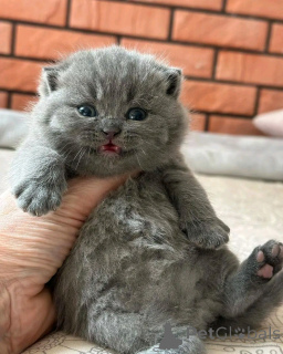 Photo №2 to announcement № 138648 for the sale of british shorthair - buy in Germany breeder