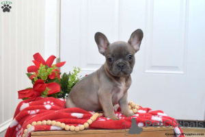 Photo №2 to announcement № 138647 for the sale of french bulldog - buy in United States private announcement