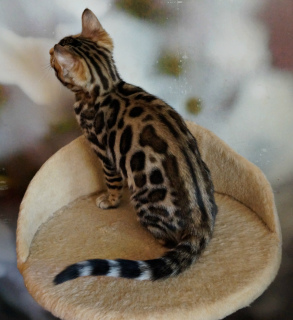 Photo №4. I will sell bengal cat in the city of Dnipro. from nursery, breeder - price - 500$