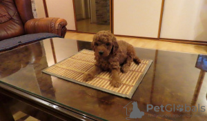 Photo №3. Red POODLES Premium. Serbia