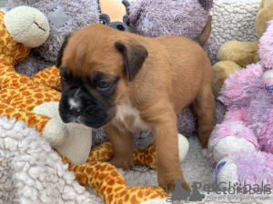 Photo №2 to announcement № 132492 for the sale of non-pedigree dogs - buy in Germany private announcement, from nursery, from the shelter, breeder