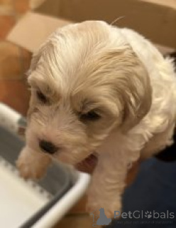 Photo №4. I will sell cavalier king charles spaniel in the city of DEBRECEN. breeder - price - 619$